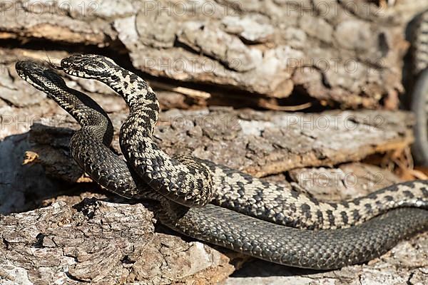 Adder two snakes with outstretched tongues in a commensal fight