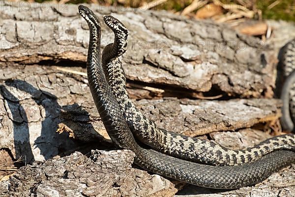Adder seeing two snakes in a commentary fight in front of a tree trunk standing up next to each other on the left side