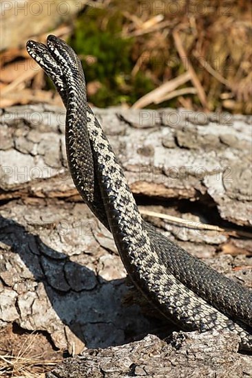 Adder two snakes in a commentary fight in front of a tree trunk entwined next to each other standing up on the left side looking at each other