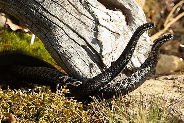 Adder two snakes with outstretched tongues in a commentary fight engulfed on stones standing upright right view