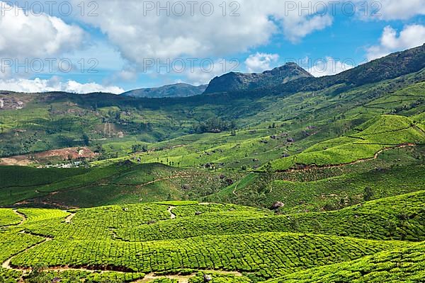 Tea plantations. Munnar