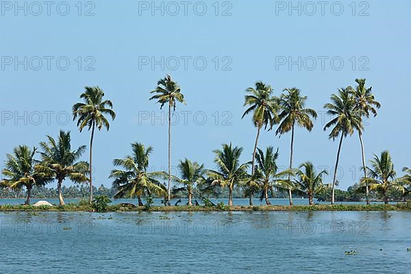 Palms at Kerala backwaters. Kerala