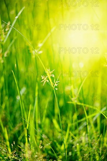Green grass