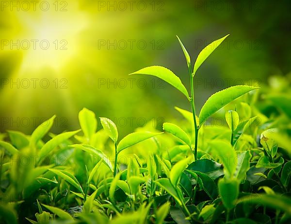 Tea bud and leaves. Tea plantations