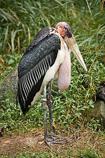 Marabou Stork