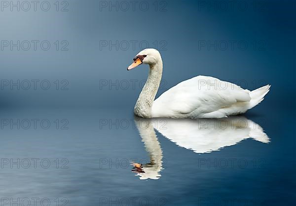 Mute Swan
