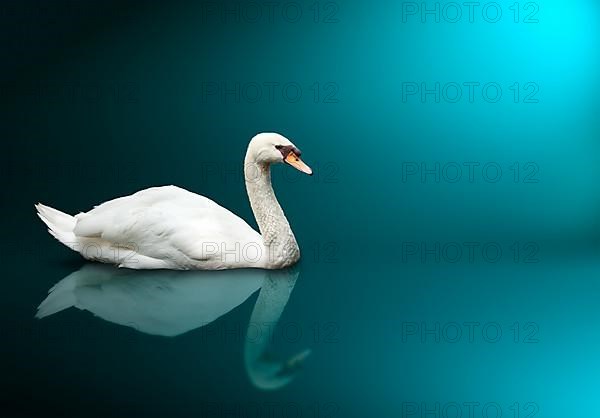 Mute Swan