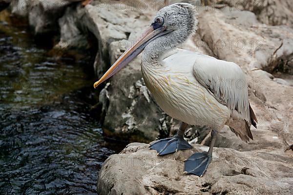 Spot-billed Pelican
