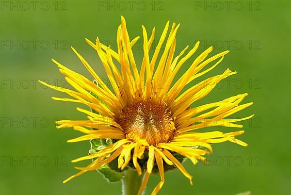 Elecampane