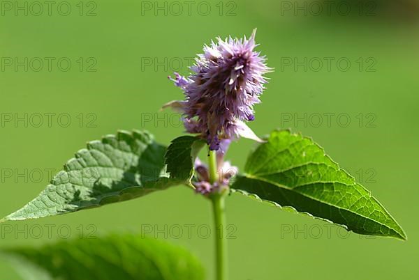 Flower of East Asian Giant Hyssop