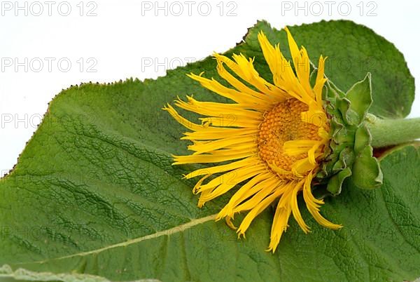 Flower of elecampane
