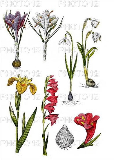 Spring crocus or spring saffron