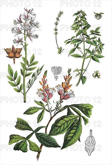 Diptam