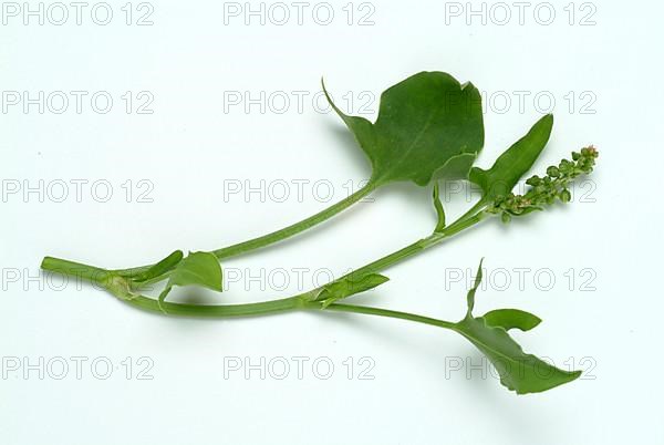 Baikal hellebore
