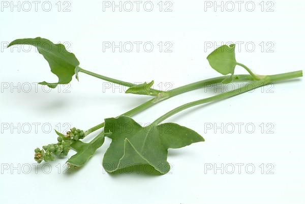 Baikal hellebore