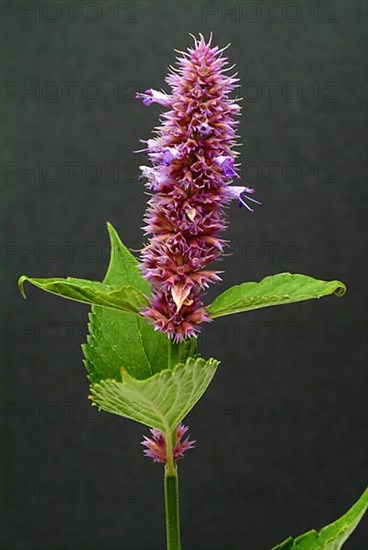 East Asian Giant Hyssop