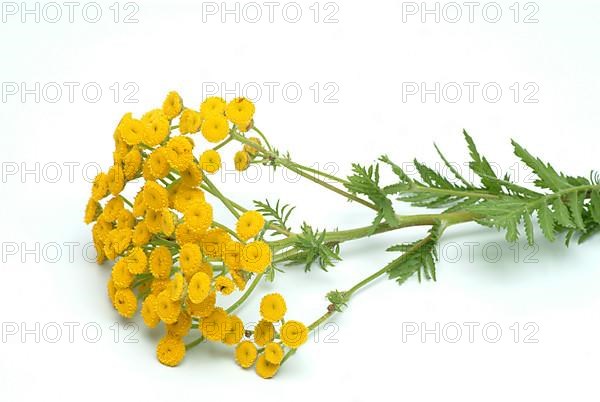 Tansy