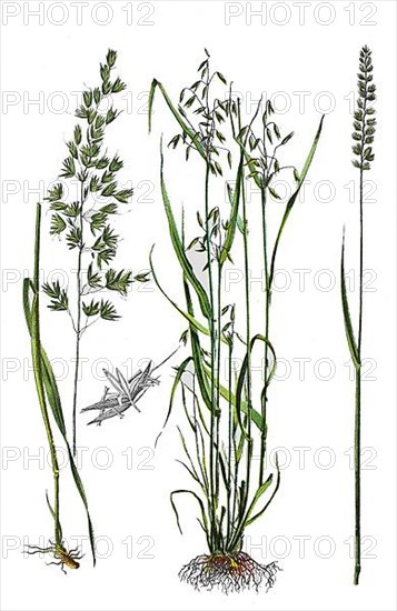 Common smooth oat or French ryegrass