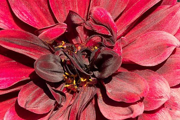Garden dahlia