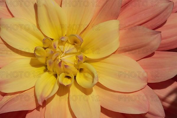 Garden dahlia