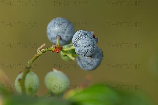 Blueberry