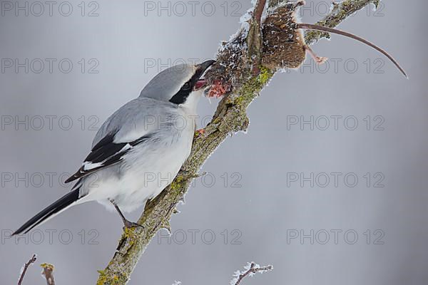 Great Grey Shrike