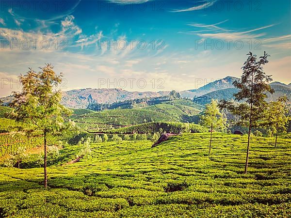 Vintage retro effect filtered hipster style image of green tea plantations in the morning