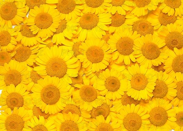 Dyer's chamomile