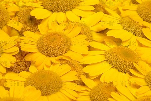 Dyer's chamomile