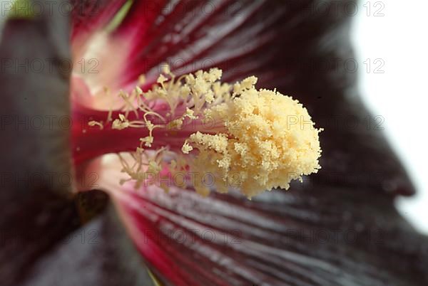 Black common hollyhock