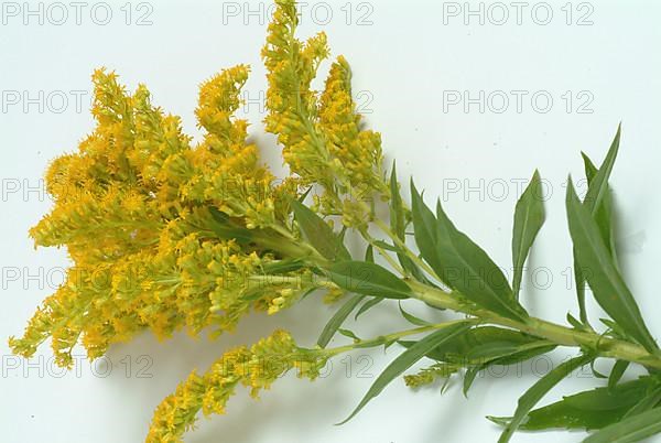 Common goldenrod