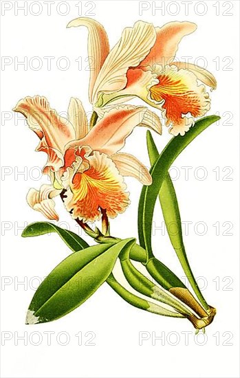 Cattleya mossiae