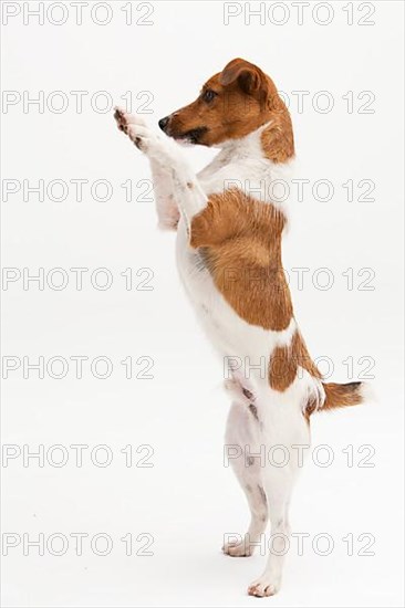 A Jack Russel Terrier performing different postures