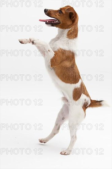 A Jack Russel Terrier performing different postures