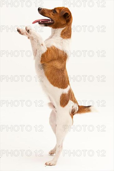 A Jack Russel Terrier performing different postures