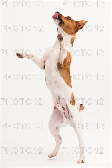 A Jack Russel Terrier performing different postures