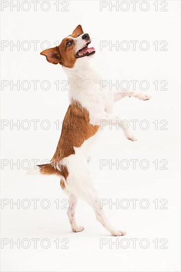 A Jack Russel Terrier performing different postures