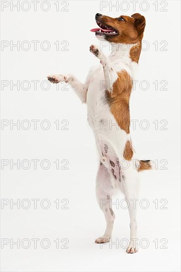 A Jack Russel Terrier performing different postures