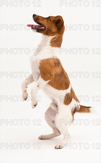 A Jack Russel Terrier performing different postures