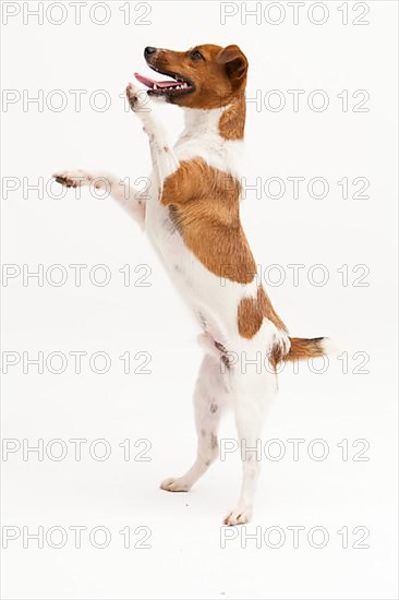 A Jack Russel Terrier performing different postures