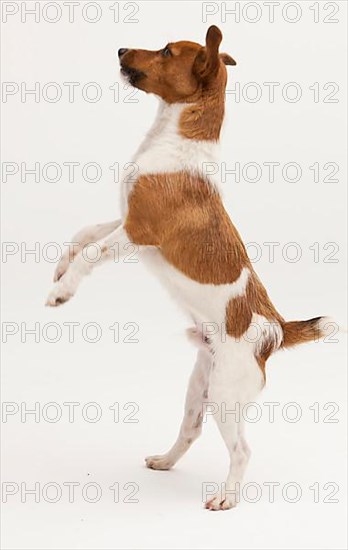 A Jack Russel Terrier performing different postures