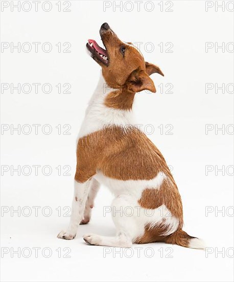 A Jack Russel Terrier performing different postures