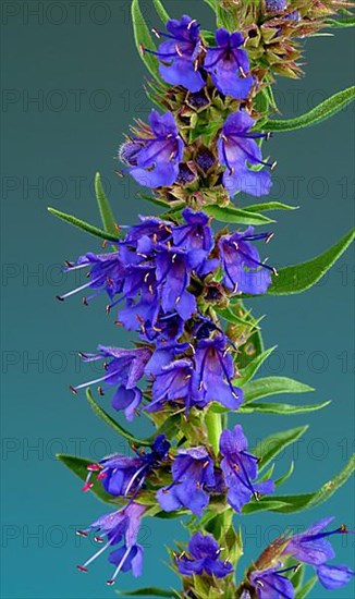 Flower of hyssop