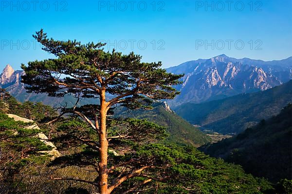 Pine tree in Seoraksan National Park