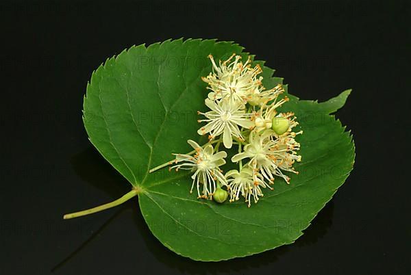 Lime blossoms of the large-leaved linden