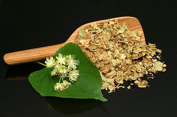Lime blossoms of the large-leaved linden