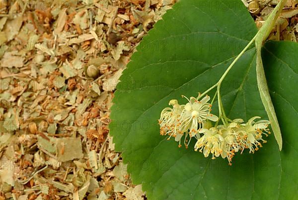Lime blossoms of the large-leaved linden