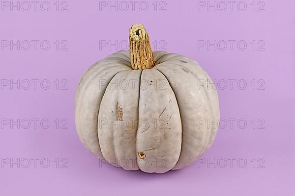 Large gray Muscat pumpkin on violet background