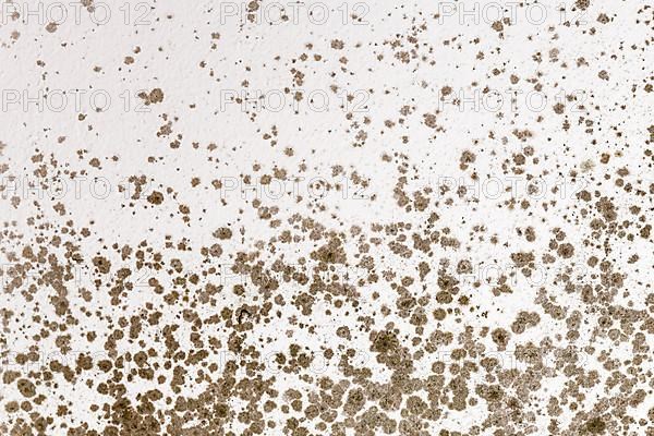 Ugly fungal mold spots growing on white room wall