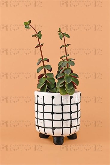 Peperomia Verticillata Red Log houseplant showing signs of etiolation with long stems with small leaves because of not enough light in flower pot on orange background